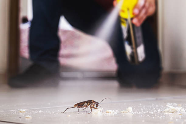 Reliable Kellogg, ID Pest Control Solutions